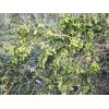 Trust in God forms 20 OLIVE TREE SEEDS GREEK -