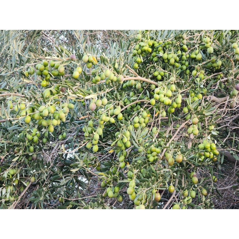 Trust in God forms 20 OLIVE TREE SEEDS GREEK -