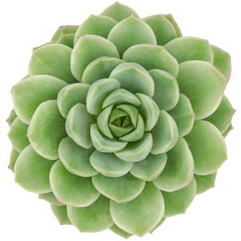 Altman Plants, Lime N Chile Echeveria Succulent Plants Live Succulents Plants Live with Pot, Live Indoor Plants Live Houseplants Live Indoor House Plants Indoors Live Plants Outdoor Plants Live Plant
