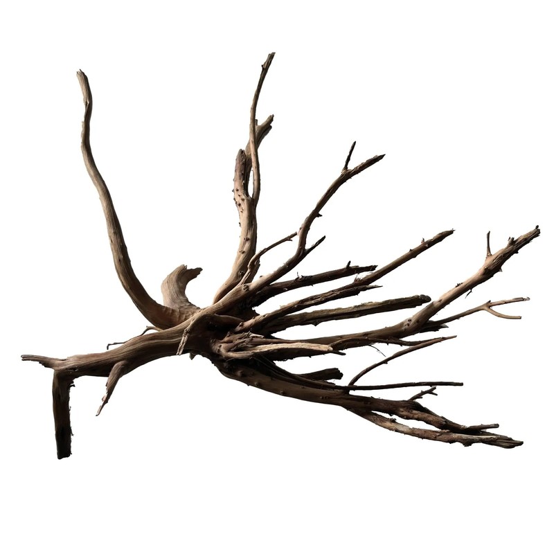 Black Spiderwood Small