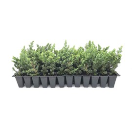 Juniper Blue Pacific - 3 Live Plants - 2" Pot Size - Evergreen Ground Cover 'Shore Juniper'