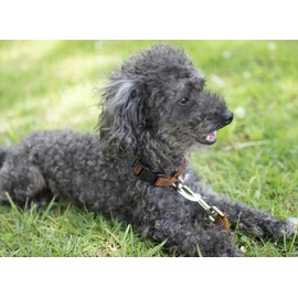 Country Brook Petz - American-Made Dog Collar for Large, Medium, and Small Dogs and Puppies - Deluxe Heavy Duty Nylon in 33 Dazzling Colors (2XS, 3/8 Inch Wide, Coyote Tan)