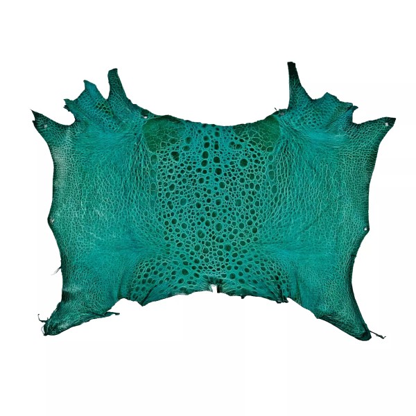 Bufo Marinus Cane Toad Skin Taxidermy Dyed Leather Glossy Aquamarine