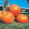 The Green Grove Garden 25+ Big Max Pumpkin Seeds -
