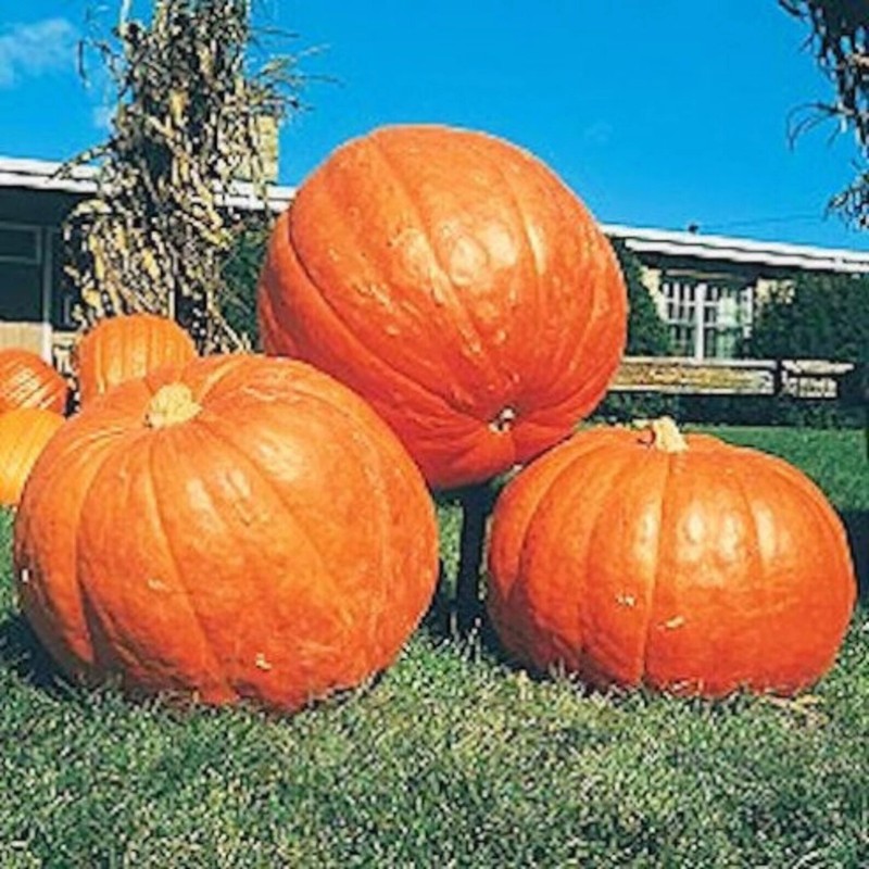 The Green Grove Garden 25+ Big Max Pumpkin Seeds -