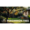 Persimmon Fruit Trees | 10 Live Trees | Diospyros Kaki