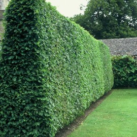 Curled Leaf Privet | 5 Live Quart Size Plants | Ligustrum Japonicum Recurvifolium, Evergreen Flowering Privacy Hedge, Ornamental Shrub for Lush Landscapes