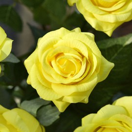 FiveSeasonStuff 10 Stems Real Touch Roses Artificial Flower Silk Roses ‘Petals Feel and Look like Fresh Roses' Bouquet of Flowers Floral Arrangements (Yellow #7)