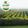 Jindilli Farms Macadamia Nut Cooking Oil- Australian Pure Cold Pressed,