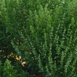 Fino Verde Basil 1 Oz ~19,000 Seeds—Heirloom Sweet Basil Variety for Pesto—Compact Plants for Containers, Gardens, Microgreens —Non-GMO, Annual—Ocimum basilicum