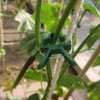 JFFX 40 Pcs Plant Clips, 2 Sizes Adjusting Garden Plant