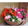 22Day Seeds: Seeds Busy Lizzie Mix/Impatiens Walleriana/Annual Flowers