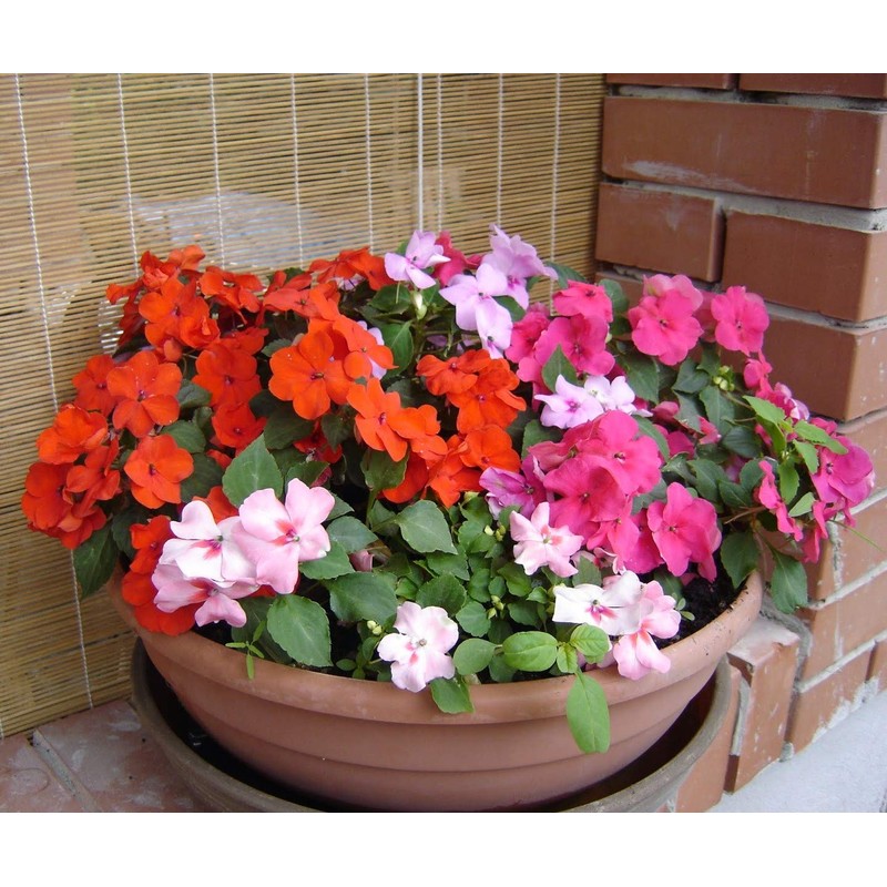 22Day Seeds: Seeds Busy Lizzie Mix/Impatiens Walleriana/Annual Flowers
