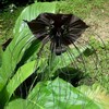 5 Seeds Black Bat Orchid Flower Seeds | Tacca chantrieri
