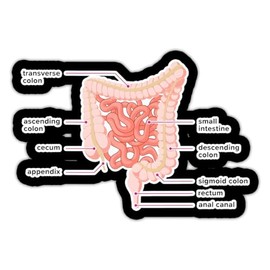 Human Parts Anatomy Function Vinyl Sticker Decal for Wall, Laptop, Truck, car Bumper Sticker 5 inches … (Small and Large Intestines)