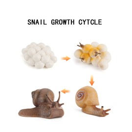 Life Cycle from Frog Snail Earthworm Dragonfly Egg Tadpoles to Frog Safariology Amphibian Figures Toy Kit Plastic Forest Animals Figures Education School Project for Children (Slug)