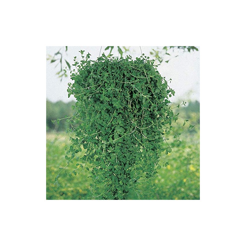 Park Seed Pennyroyal Seeds