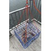 AirFly 4 Arm Harness for Crab Trap with 304 Stainless