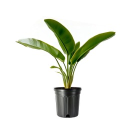 Yellow Bird of Paradise | 1 Large Gallon Size Pot | Caesalpinia gilliesii | Bright Tropical Plants for Garden Design and Home Decor | Vibrant Foliage