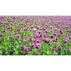 Afghan Poppy Mixed Colors Papaver Pink Purple White Flower 1000