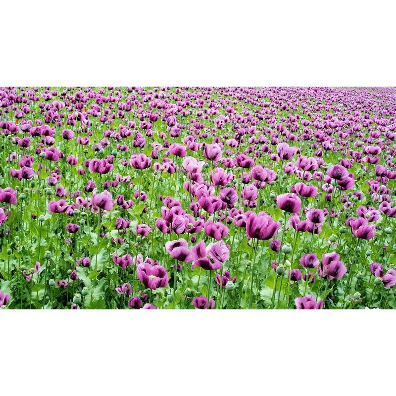 Afghan Poppy Mixed Colors Papaver Pink Purple White Flower 1000