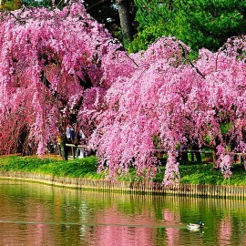CZ Grain 20 Pcs Weeping Sakura Seeds Plant Cherry Blossom Seeds
