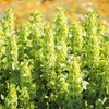 Eden Brothers Bells of Ireland Seeds