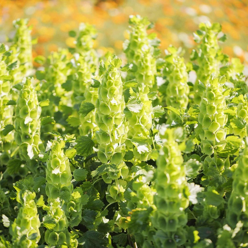 Eden Brothers Bells of Ireland Seeds