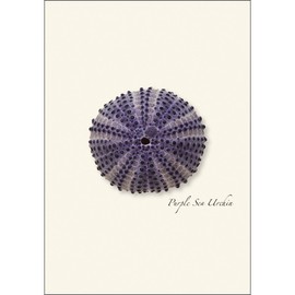 Earth Sky + Water - Sea Urchin Assortment Notecard Set - 8 Blank Cards with Envelopes (2 each of 4 styles)