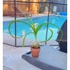 Unbranded Pic 1-Albuca Bracteate Pregnant Onion Plant 1/2" Bulb😱OMG😱TMI @@PICS-17-21😱