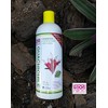 Shampoo Fortificante de Guachichile - NUTRE Y FORTIFICA - PRODUCTO