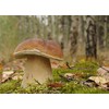 CEMEHA SEEDS Porcini Mushroom (King Boletus) Mycelium Spores Spawn Dried