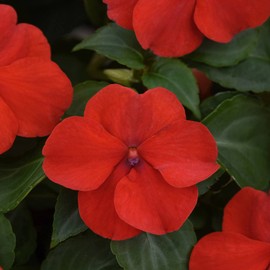 Outsidepride 150 Seeds Red Bright Impatiens Shade Garden Flower Seeds for Planting