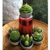 GIFTEXPRESS 18 Pcs Succulent Cactus Candles No Repeat Style, Delicate