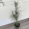 Loblolly Pine Tree, 1-Gallon Potted Plant - Pinus Taeda -