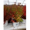 Proven Winners - Itea virginica Little Henry (Sweetspire) Shrub, ,