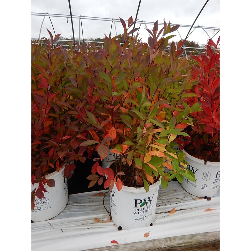 Proven Winners - Itea virginica Little Henry (Sweetspire) Shrub, ,