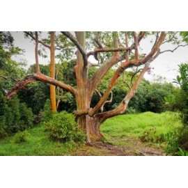 Toadstool Seeds 50 Mixed Gum Eucalyptus Seeds Tree Flower Perennial Flowers Seed US SELL 1352