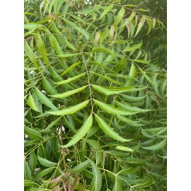 Unbranded Fresh Organic Neem Leaves (110-120) - Homegrown in Florida (all natural)