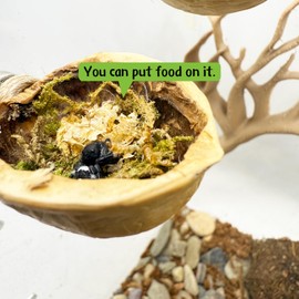 Jumping Spider Walnut Skin, Magnetic Jumping Spider Hiding Habitat, Spider Climbing Platform, Spider Fence Accessories Handmade from Natural Materials. 2 Pack