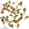 Chamomile Flowers - (100 grams)