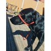 L&J Pets UK All in one Headcollar Lead/Halter/Head Collar To