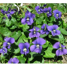 EdenWilds 20 Organic Common Blue Violet seeds ~ Viola sororia ~ Native *Free US Shipping*