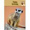 Meerkat Birthday Card