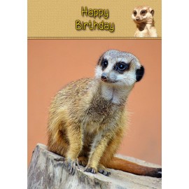 Meerkat Birthday Card