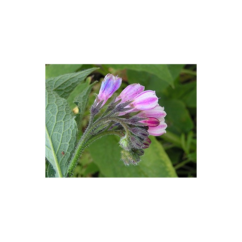 Comfrey - Root Cuttings (Symphytum ×  uplandicum) - Bocking 14