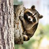 BLACK FOREST DECOR Racoon Peeking Tree Metal Art