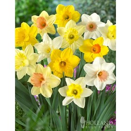 Pre-Chilled Flower Bulbs for Forcing Indoors - Easy to Grow - Grow in Water or Dirt Indoors or Plant Outdoors - Prechilled Indoor Bulbs (10 Mixed Daffodil)