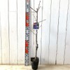Prune Seedling Baylor, 5.3 inches (13.5 cm) Pot Seedling, Prune