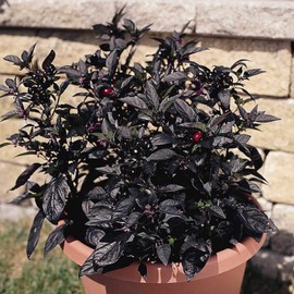 Black Pearl Ornamental Pepper Garden Seeds - Non-GMO Decorative Gardening Seeds - Capisicum annuum